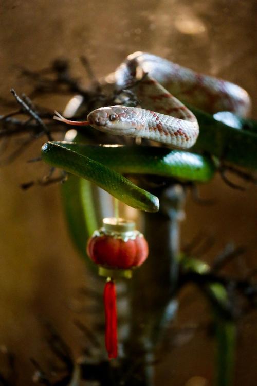 中国神秘"蛇村":年养300万条蛇