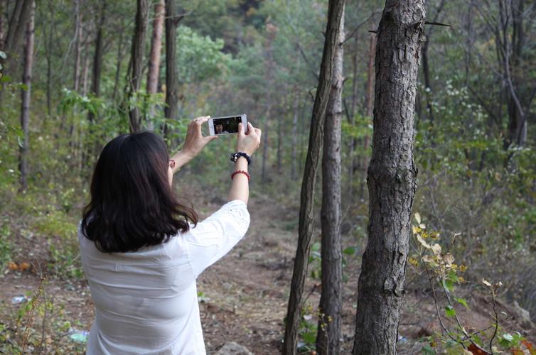 2015年10月4日,一女子在用手机拍摄白狼山原始森林.