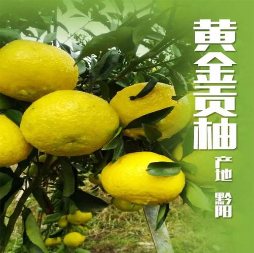 收藏送一斤黔阳富硒黄金贡柚春香新鲜水果9斤包邮甜非丑橘丑八怪