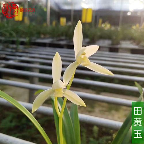 建兰田黄玉建兰素花浓香四季兰名贵好养兰花苗芽黄素