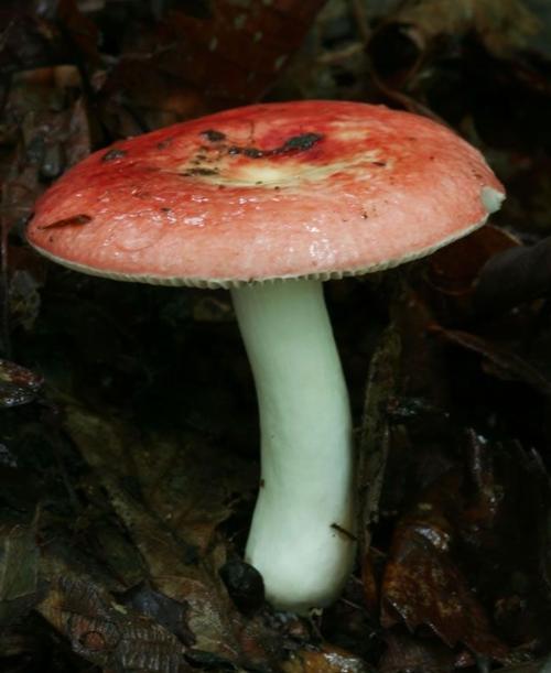 野生红蘑菇图片