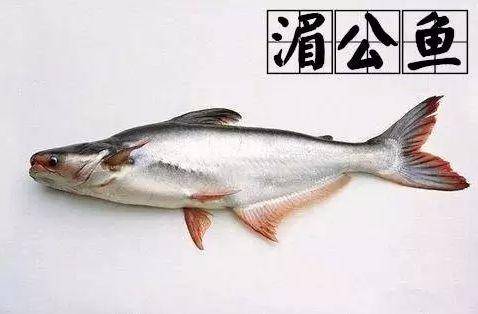 千里迢迢把一条湄公鱼带到贵阳,并不简单!