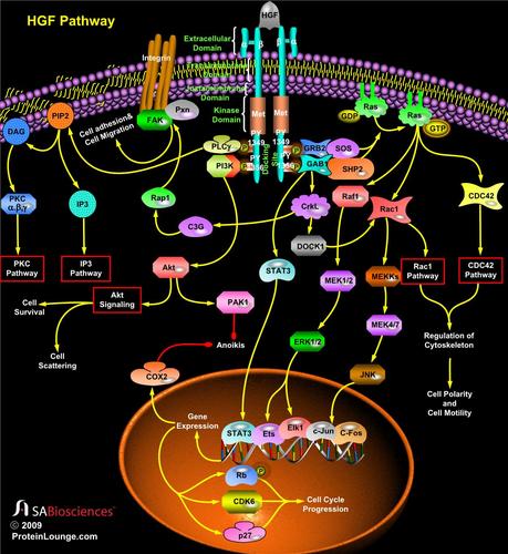 细胞信号通路ppt细胞信号通路大全上下细胞信号通路ppt hgf.ppt 1页