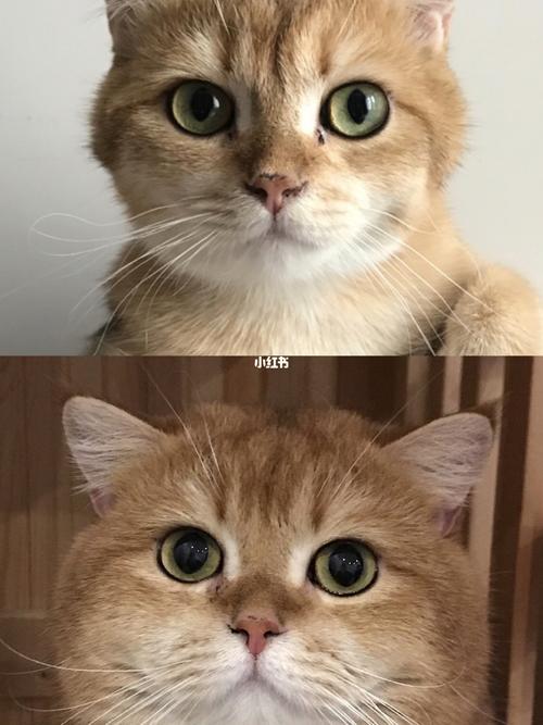 金渐层发腮成功分享