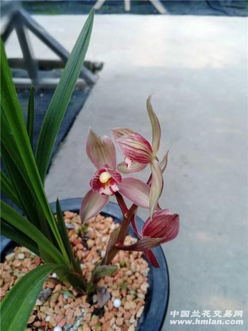 开花一春剑大红荷