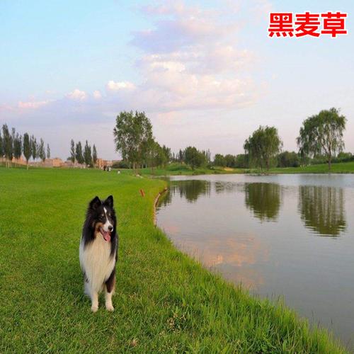 共193 件黑麦草籽种子相关商品
