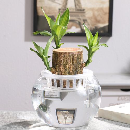 水培植物巴西木幸运木盆栽花卉水养创意室内桌面绿植树桩带芽包邮