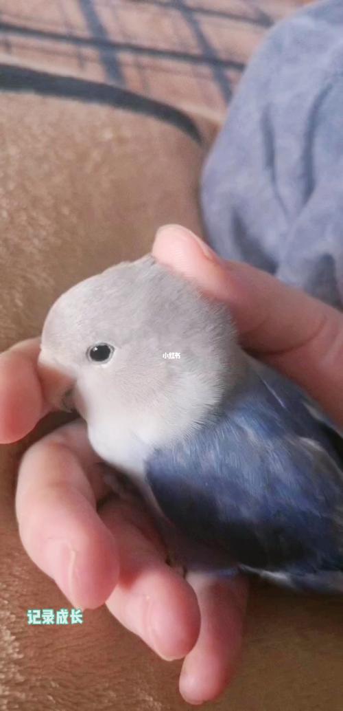 很能干饭的一只小紫闪_牡丹_手养牡丹鹦鹉_宠物_宠物