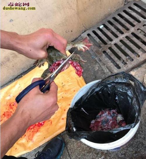 杀牛蛙图片直播牛人宰杀牛蛙全过程