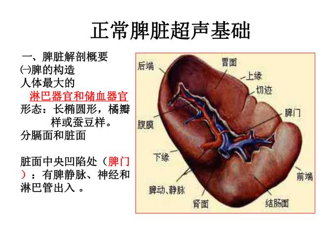 三脾脏,脾脏超声诊断