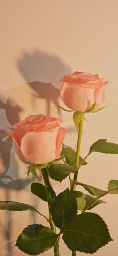 你珍藏了哪些小众高级的壁纸