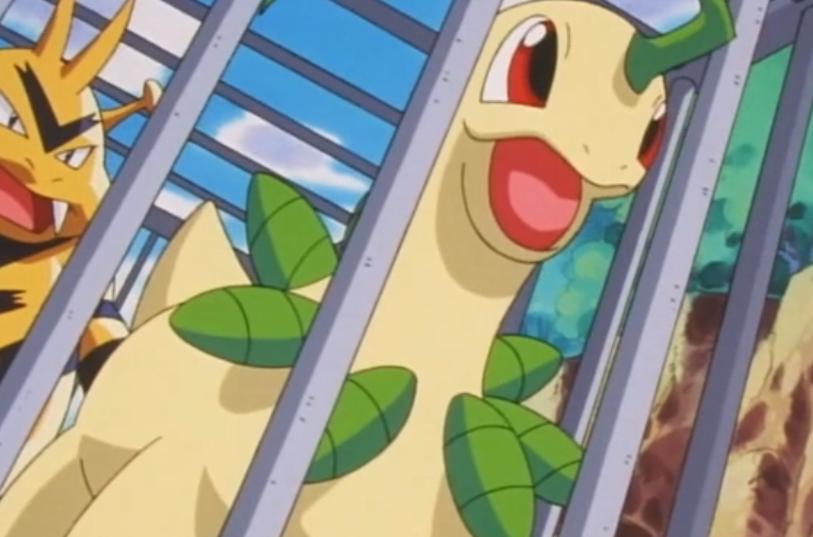 《宝可梦》在电气的迷宫里对战,小智的菊草叶进化成为月桂叶?