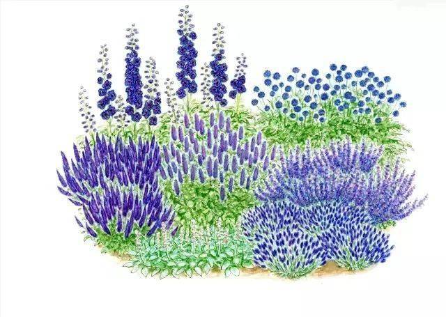 101款手绘花园院子(植物小景)_花镜