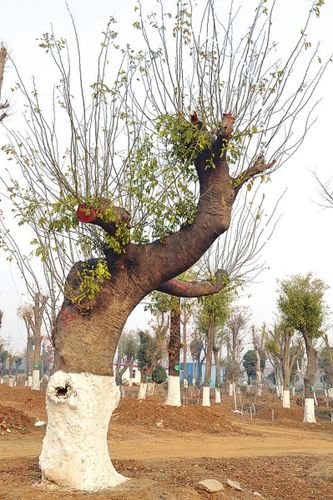 枯木逢春秀舞姿