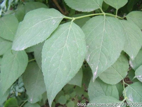 东北连翘forsythia mandshurica uyeki