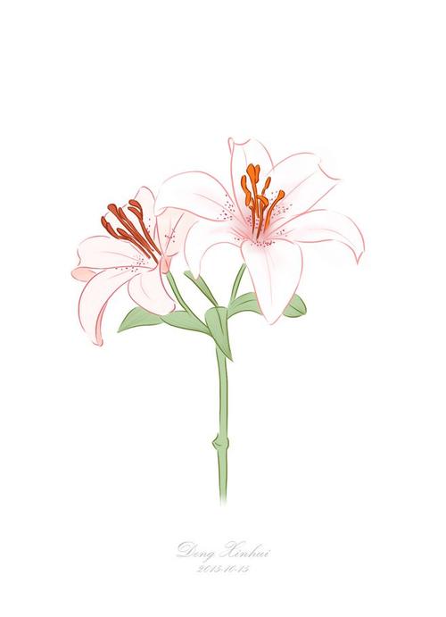 花系——百合