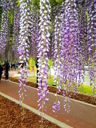 上海嘉定紫藤花园