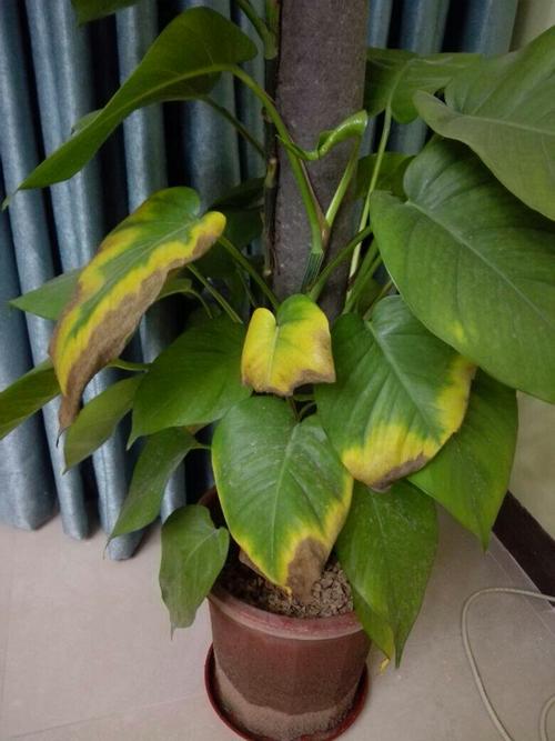 绿萝叶子发黄发黑是什么原因