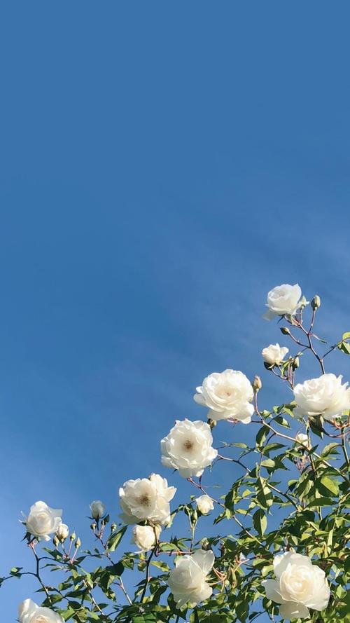 白色月季花清新浪漫写真,植物-手机壁纸