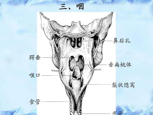 三,咽 鼻后孔 腭垂 舌扁桃体 喉口 梨状隐窝 食管
