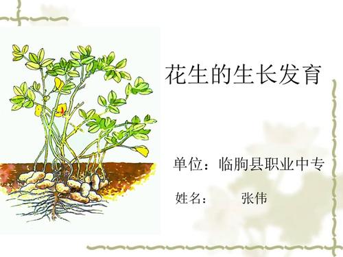 花生的生长发育.ppt