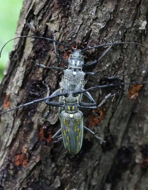 云斑白条天牛的幸福生活03桃红颈天牛具有明显的"红脖子",体长28