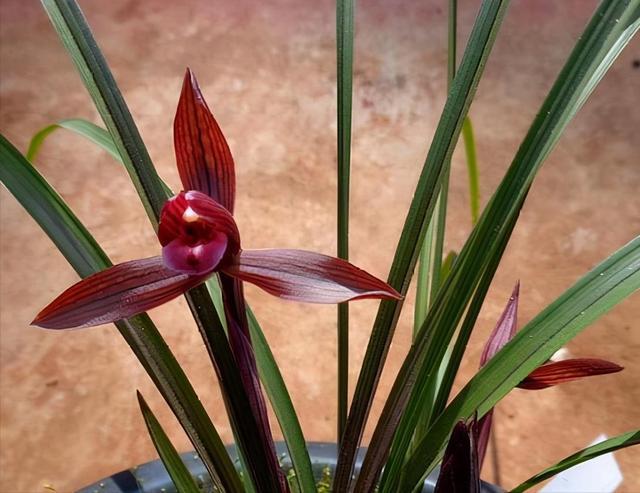 这款名贵兰花是老花匠的最爱香味浓郁越看越觉得美