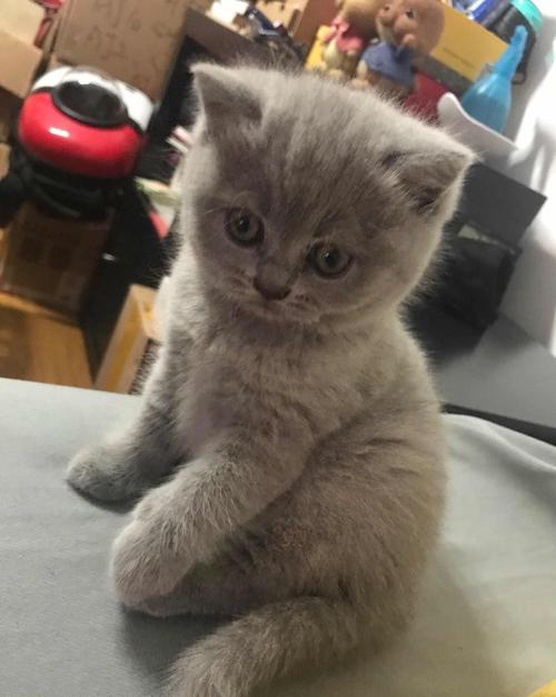 原创吸猫伐两个月大的小蓝猫
