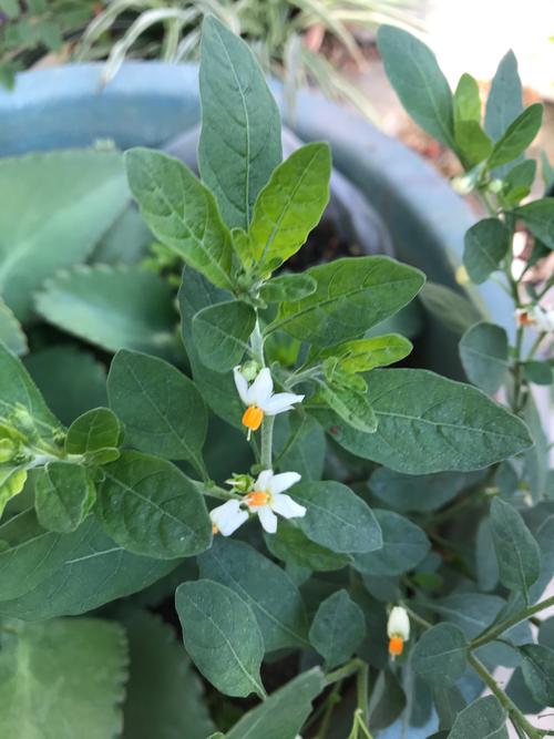 珊瑚樱,不分季节地开花