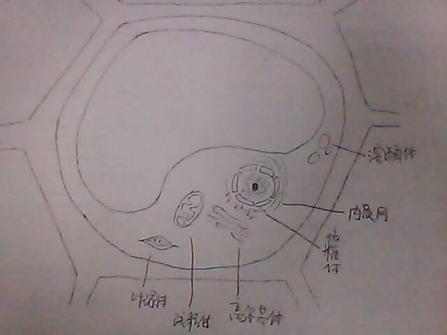 植物细胞结构图(画2个细胞,其中一个细胞画完整并注明