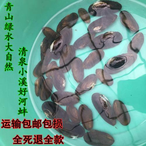 杜氏珠蚌圆顶珠蚌小河蚌原生活体宠物淡水冷水鳑鲏旁皮繁殖除藻