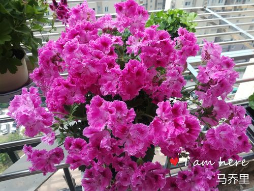 天竺葵 马乔里 托尼 湖光落日 丁香 紫蝶 蒲姬 大花天竺葵 耐热