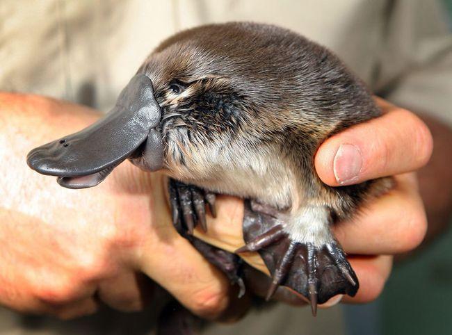 动画片里可爱喜人的鸭嘴兽真的存在吗?让一起来看看吧