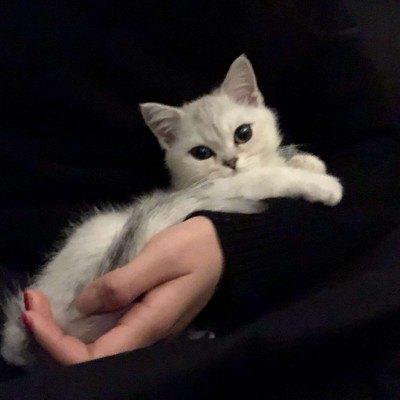 可爱萌猫情侣头像图片大全可爱