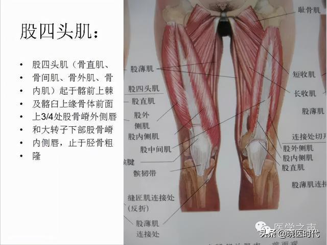 全身肌肉解剖图谱