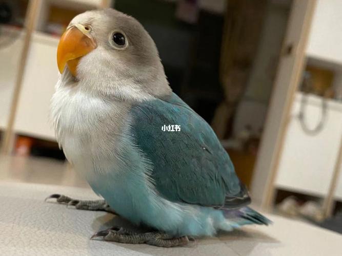普兰白面7215_鹦鹉_牡丹_牡丹鹦鹉_宠物_宠物其他