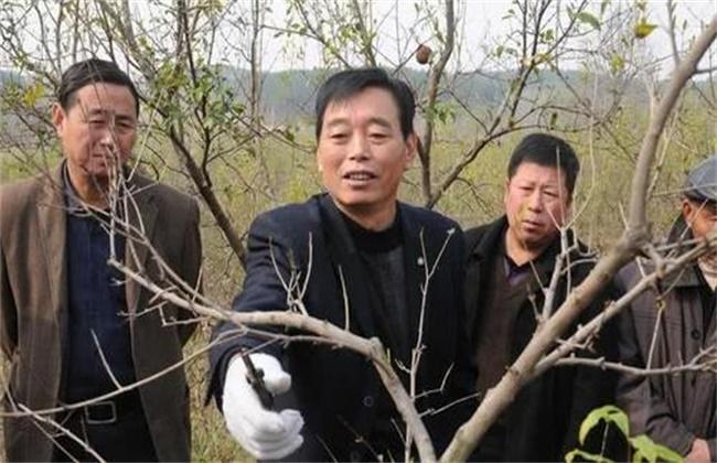 石榴树的修剪技术要点