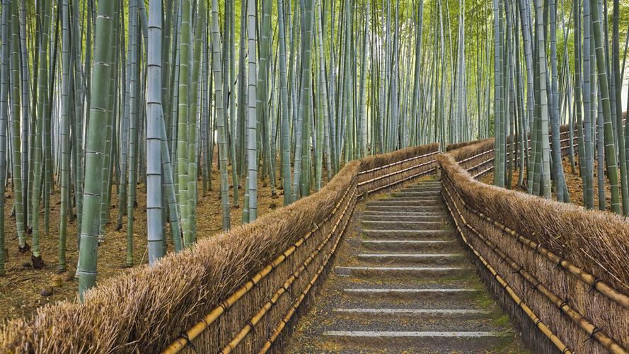 竹林小道高清摄影