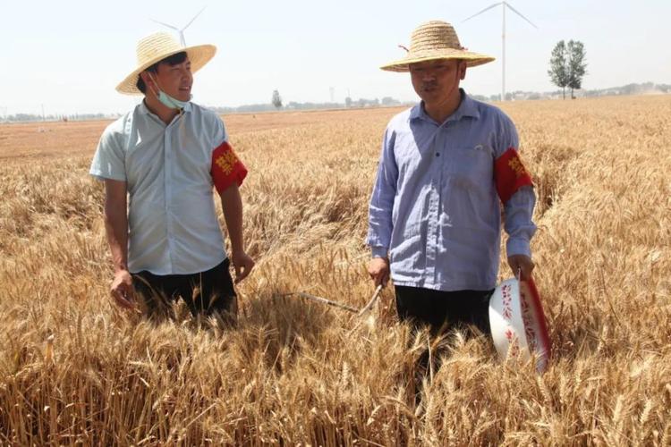 滑县一镇13万亩小麦"待割"!麦浪滚滚丰收忙!