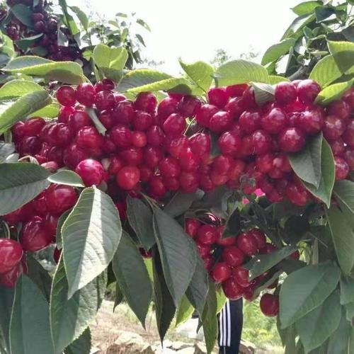 鲁樱三号,奇早,俄罗斯八号大樱桃树苗新品种批发销售