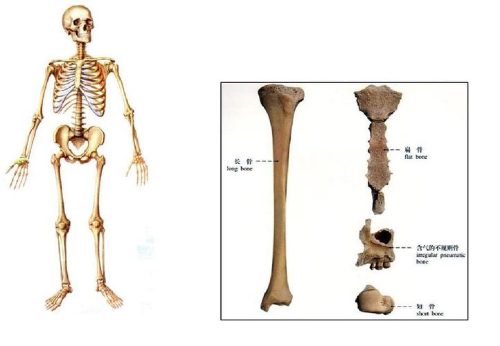 人体骨骼解剖学2ppt