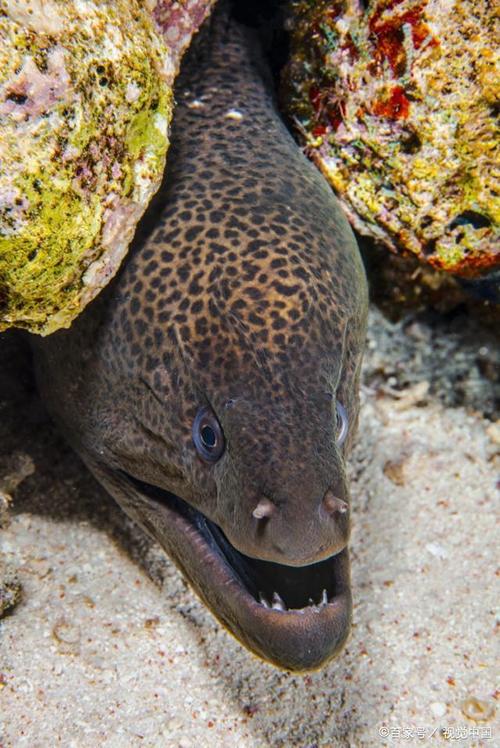 尼斯湖水怪只是一种巨型鳗鱼?这也只是一种大概率的推测而已