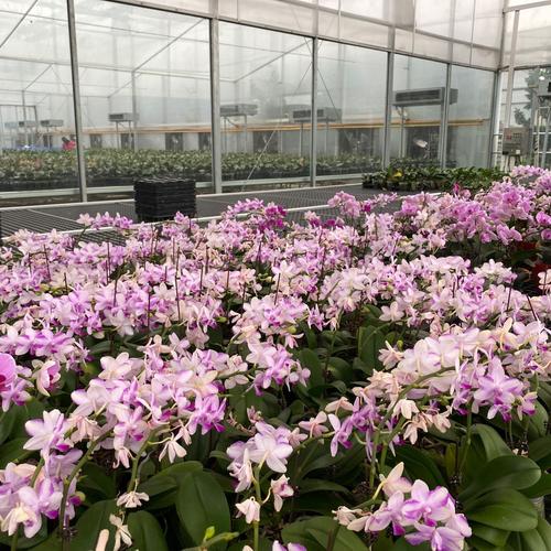 蝴蝶兰花剑花苞紫水晶水晶兰花苗盆栽花卉室内长寿花卉