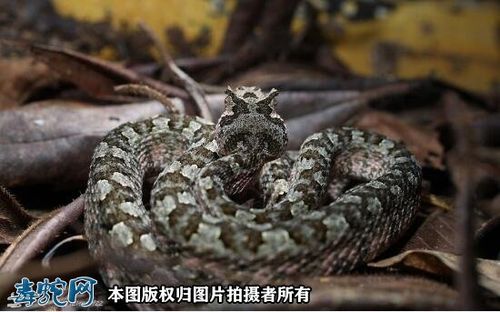 【角原矛头蝮】角原矛头蝮资料图片,品种简介-蛇品种