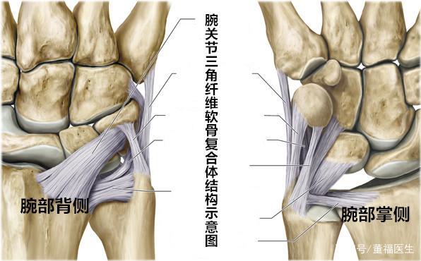 三角纤维软骨复合体周围的韧带