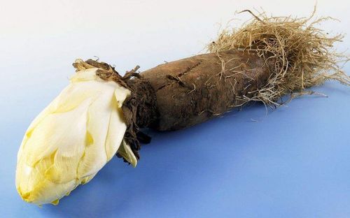 玉兰根,可加速磷脂合