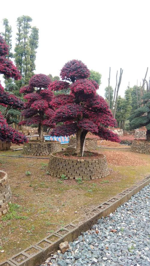 产家供应造型红花继木桩 批发红花继木 庭院花卉绿化红继木桩