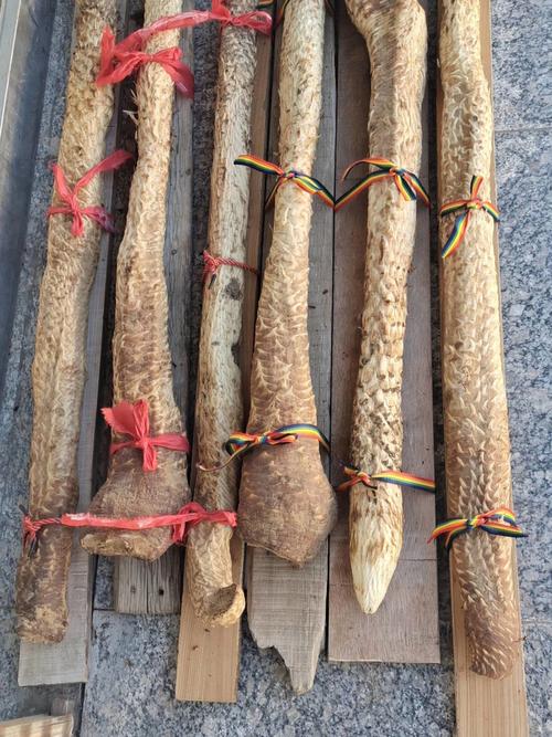 沙漠人参肉苁蓉_人参_免疫力_补肾_抗衰老_便秘_通便