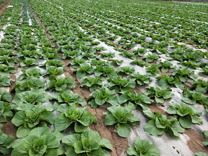 白菜长得慢,病害多?乱浇水就错了,记好3个时期很关键