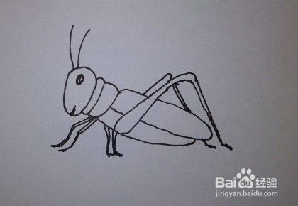如何画蝗虫?